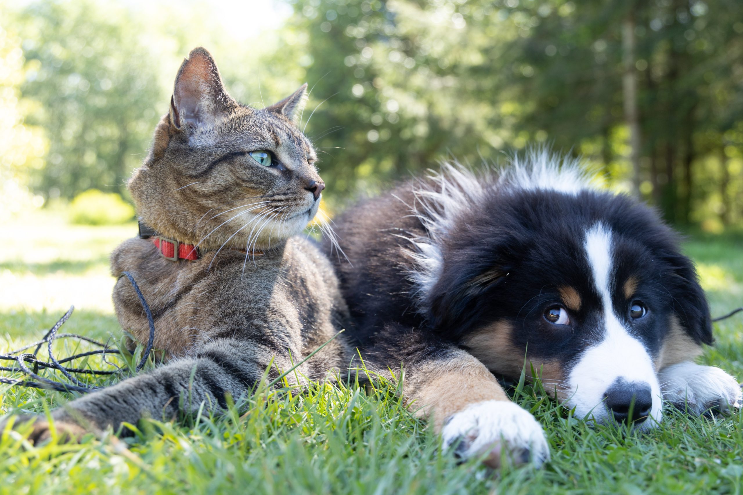 cat and dog laying in grass together