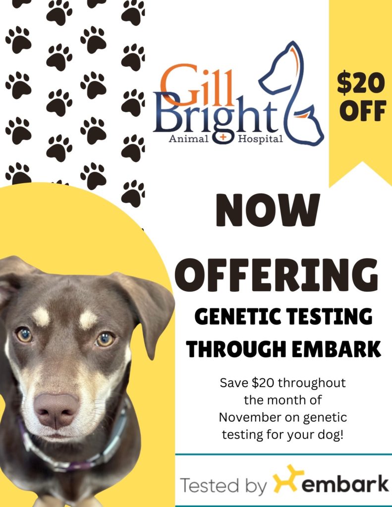 Genetic Testing for Pets | Gill Bright Animal Hospital