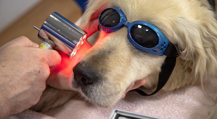 Veterinarian giving laser therapy to the dog